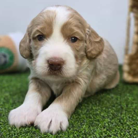 Neve - Goldendoodle Female