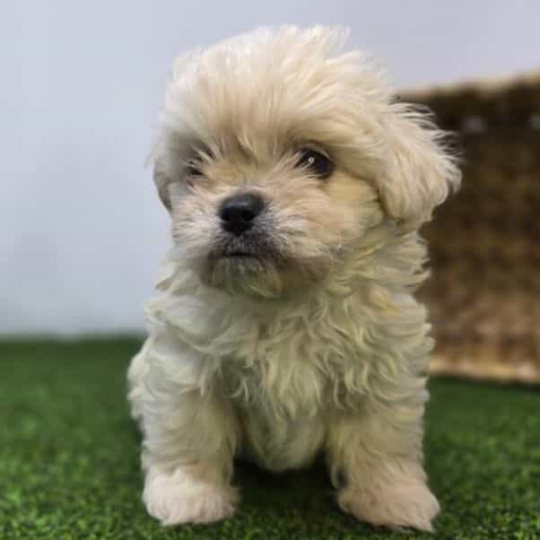Clara - Bichon Frise Female