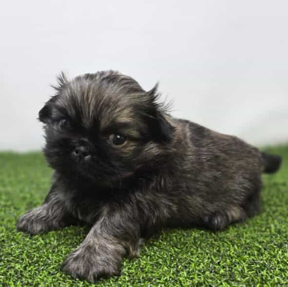 Chester - Pekingese Male