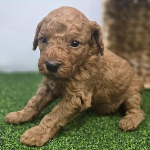 Lucy - Goldendoodle Female