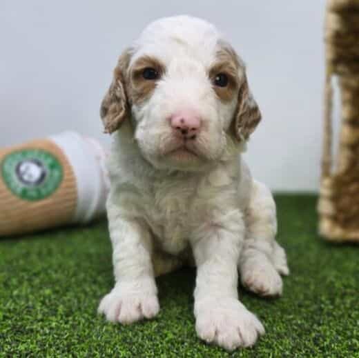 Marshall - Goldendoodle Male