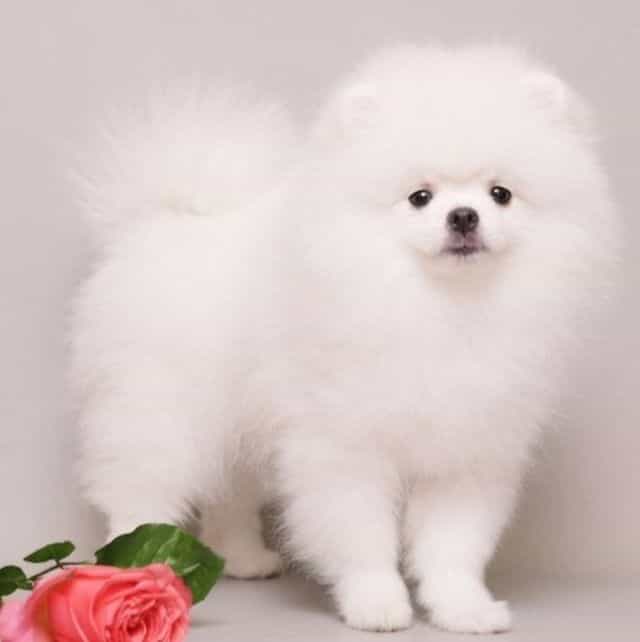 Nivea Von Rikos - Pomeranian Female