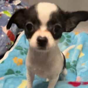 Daisy - Chihuahua Male