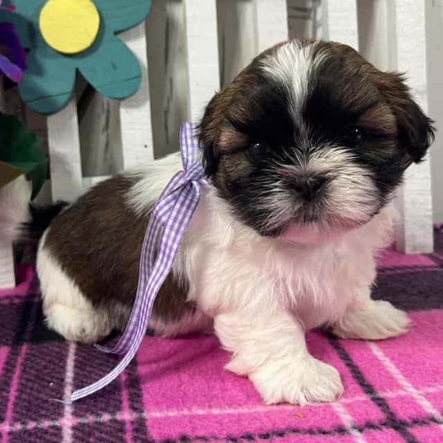 Bailey - Shih Tzu Female