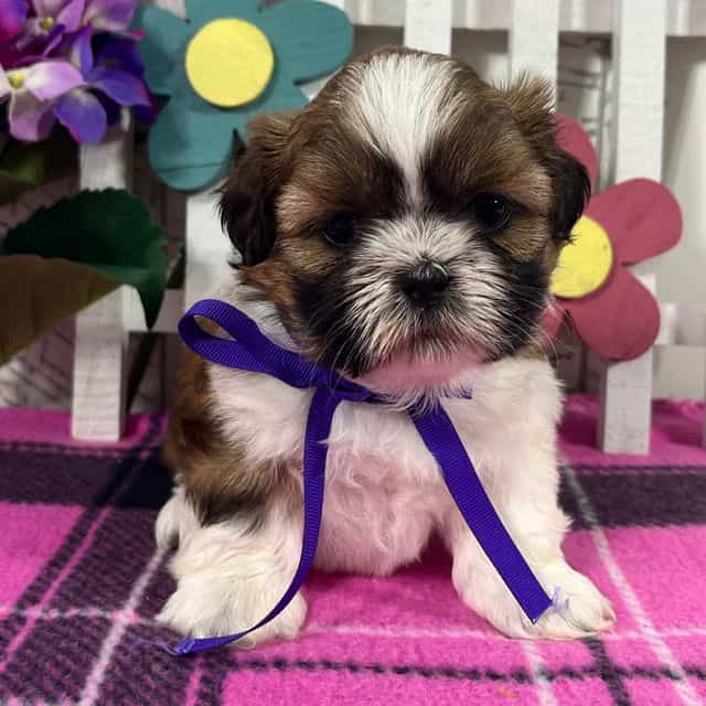 Molly - Shih Tzu Female