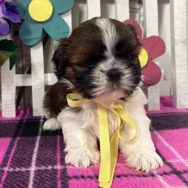 Penny - Shih Tzu Female
