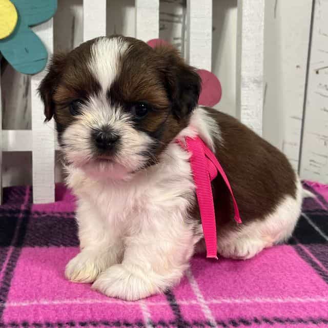Roxy - Shih Tzu Female