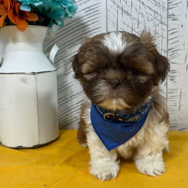 Scooter - Shih Tzu Male