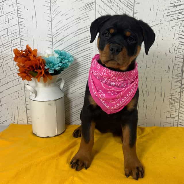 Bella Adopted - Rottweiler Female