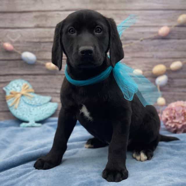 Walter - Labrador Retriever Male