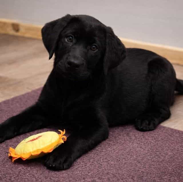 Winter - Labrador Retriever Female