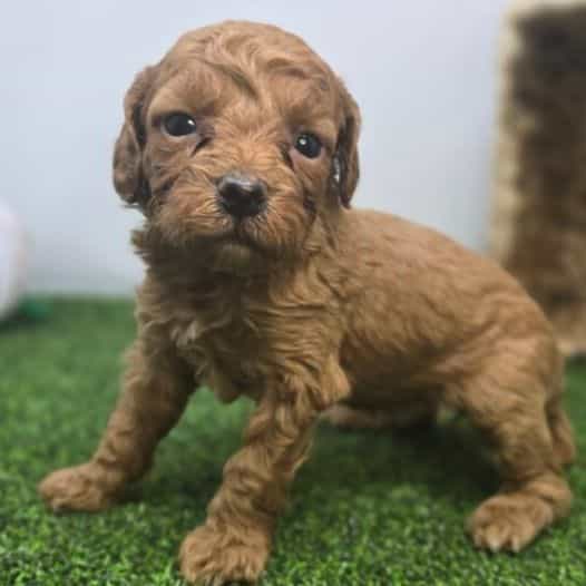 Lola - Goldendoodle Female