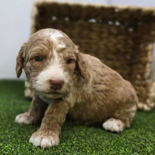 Cole - Goldendoodle Male