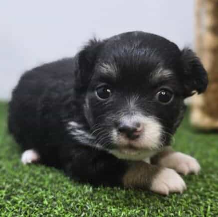 Cannoli - Chihuahua Male
