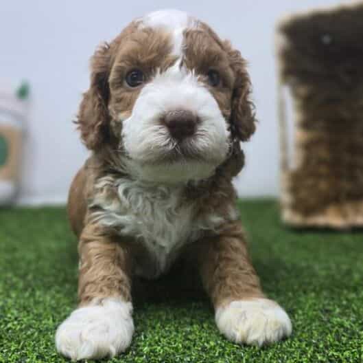 Bandit - Goldendoodle Male