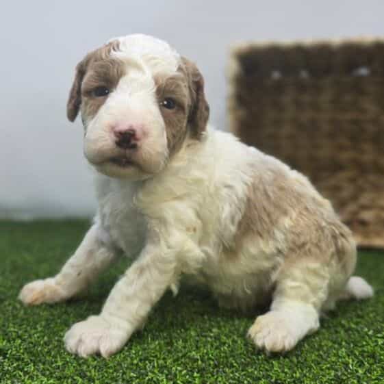 Archer - Goldendoodle Male