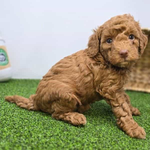 Clementine - Goldendoodle Female