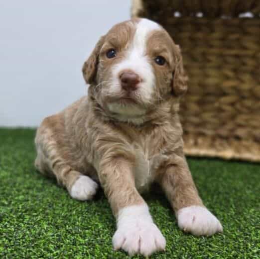 Daisy - Goldendoodle Female