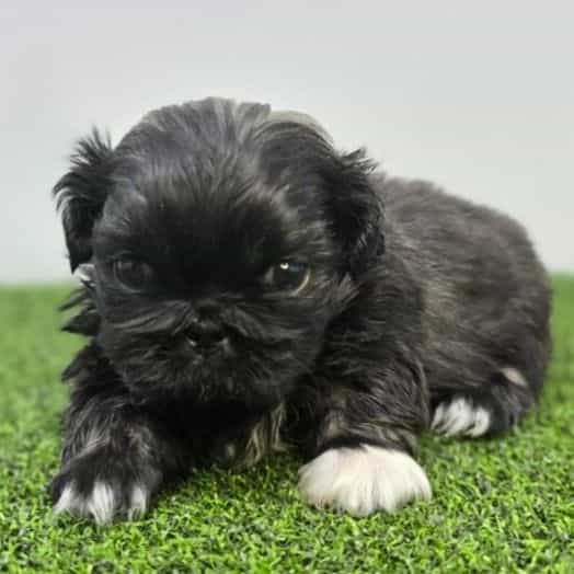 Maggie - Pekingese Female