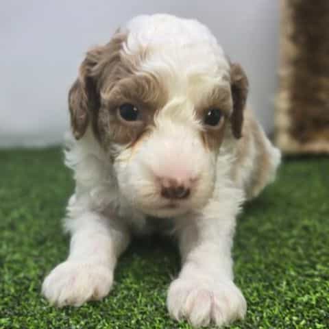 Annie - Goldendoodle Female