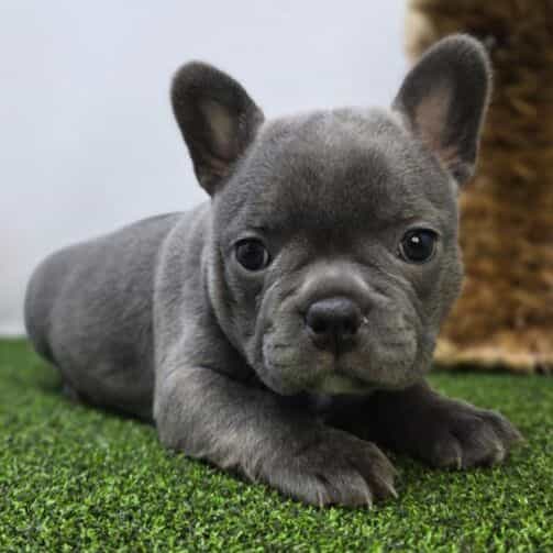 Willow - Frenchton Female