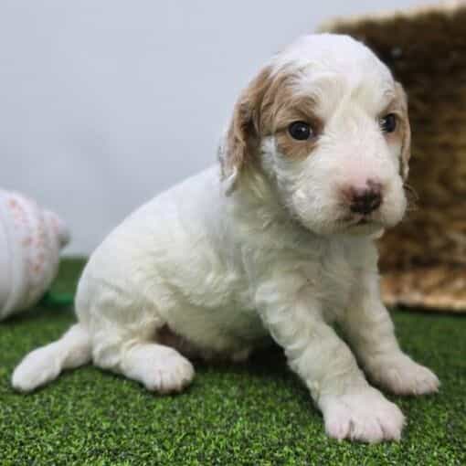 Daphne - Goldendoodle Female