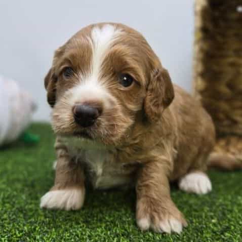 Andy - Goldendoodle Male