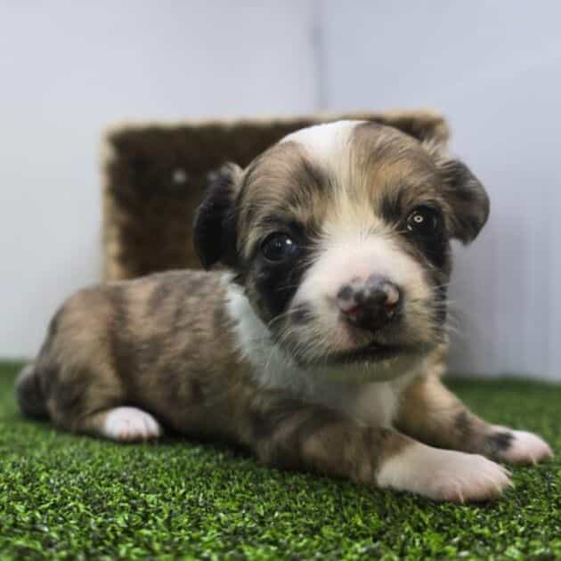 Comet - Chihuahua Male