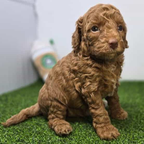Josephine - Goldendoodle Female