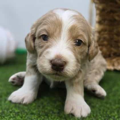 Lyla - Goldendoodle Female