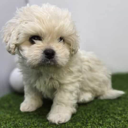 Arlo - Bichon Frise Male