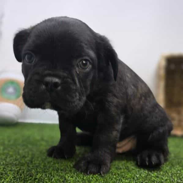 Bogey - Frenchton Male