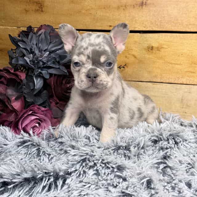 Birdie - French Bulldog Female