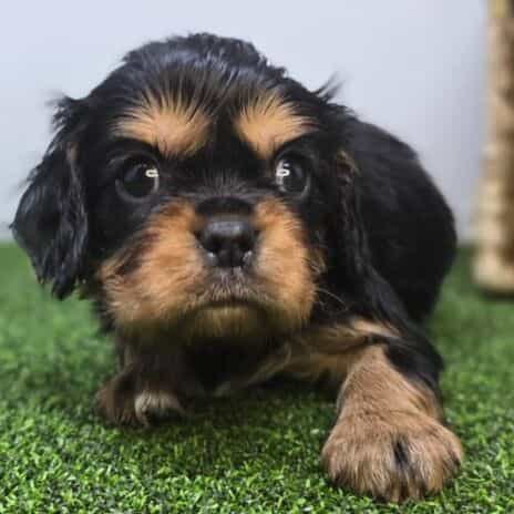 Ryder - Cavalier King Charles Spaniel Male