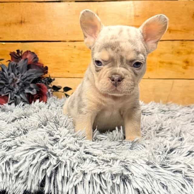 Tyson - French Bulldog Male