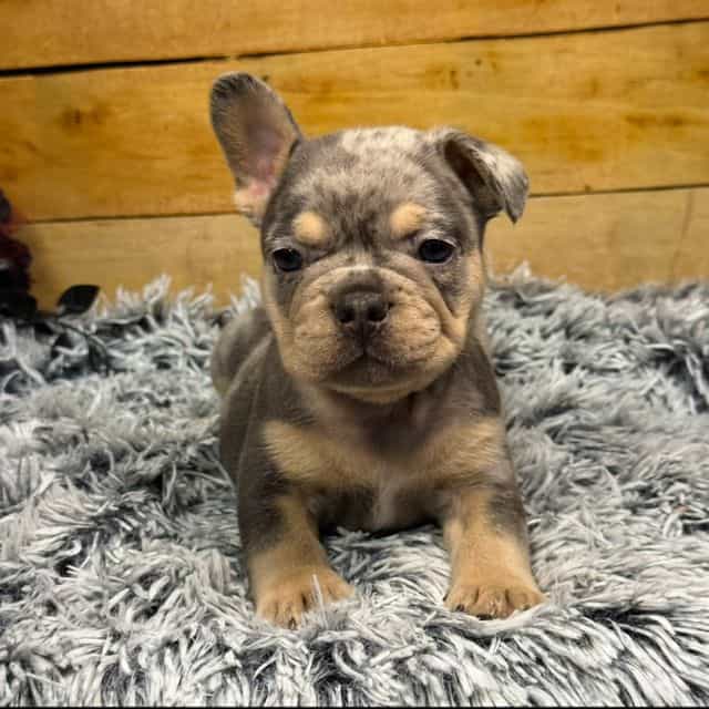 Tank - French Bulldog Male