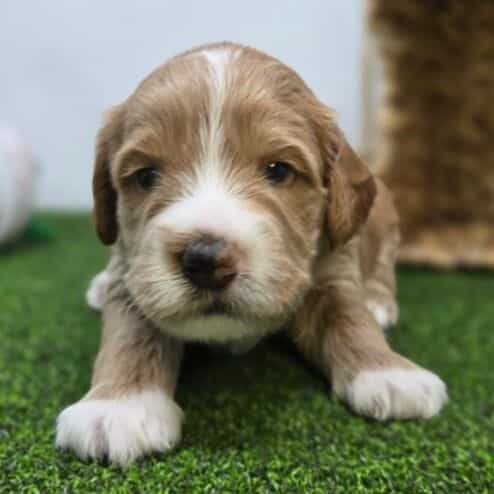 Russell - Goldendoodle Female