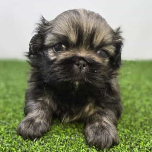 Ash - Pekingese Male