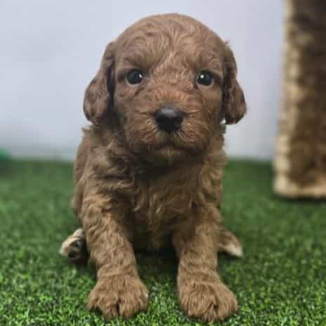 Avery - Goldendoodle Female
