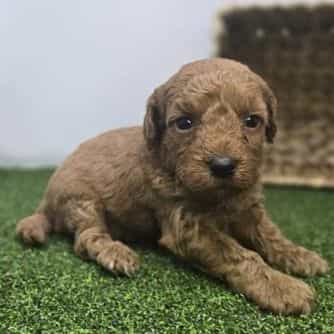 Navy - Goldendoodle Female
