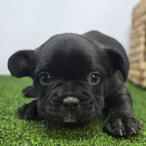 Duke - Frenchton Male