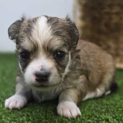 Churro - Chihuahua Male