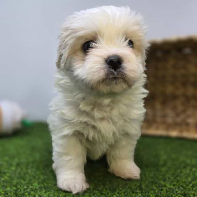 Owen - Bichon Frise Male