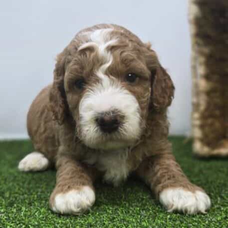 Dexter - Goldendoodle Male