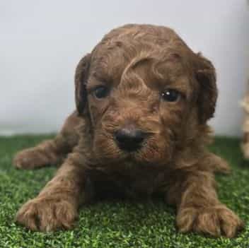 Sawyer - Goldendoodle Male