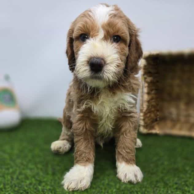 Jay - Goldendoodle Male