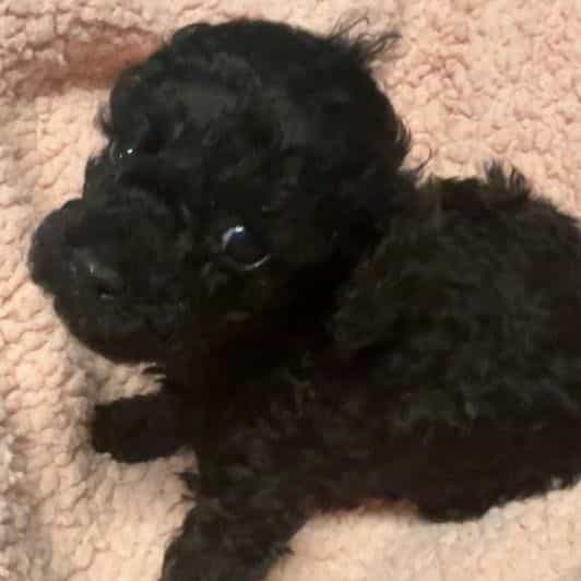 Abbie - Toy Poodle Female