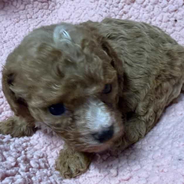 Aimee - Toy Poodle Female
