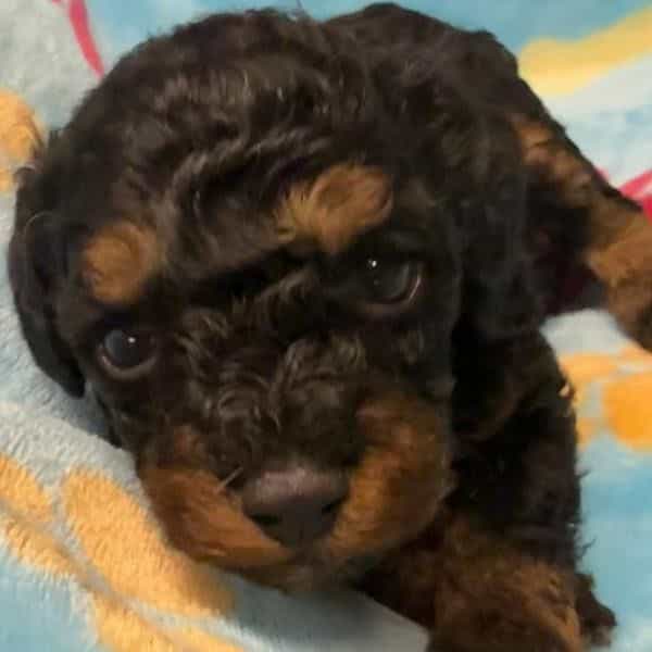 Axel - Toy Poodle Male