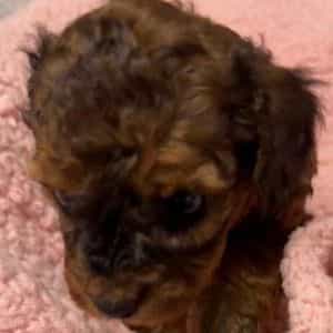 Allie - Toy Poodle Female